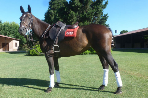 Polo paard te koop