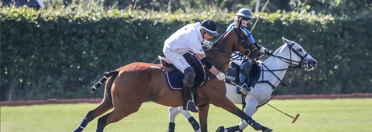 Tp polopaarden tekoop